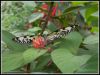 papilliorama_08.jpg